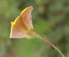Aspalathus alpestris