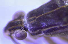 Limnogonus franciscanus