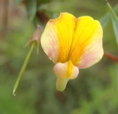 Aspalathus alpestris