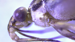 Limnogonus franciscanus