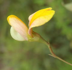 Aspalathus alpestris