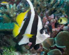 Heniochus acuminatus