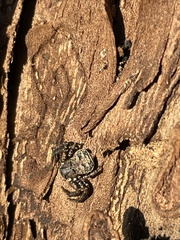 Bassaniana utahensis