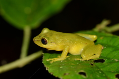 Salidero Robber Frog photo 3