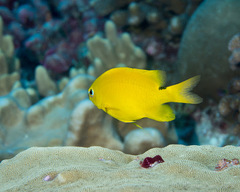 Plectroglyphidodon aureus