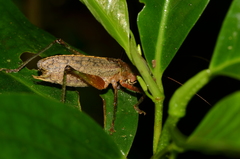 Platyphyllini