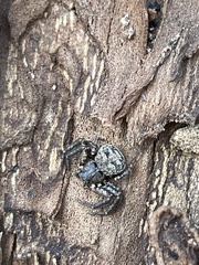 Bassaniana utahensis