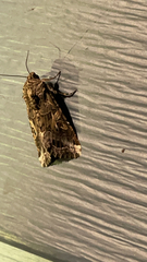 Spodoptera ornithogalli