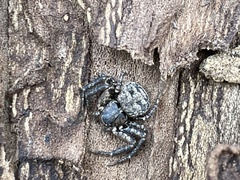 Bassaniana utahensis