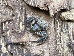 Bassaniana utahensis