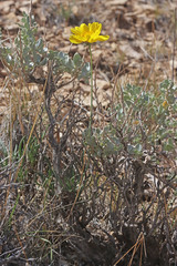 Thelesperma subnudum