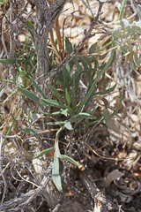 Thelesperma subnudum