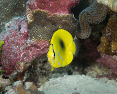 Chaetodon bennetti