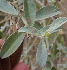 Podalyria myrtillifolia