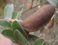 Podalyria myrtillifolia