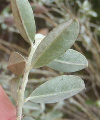 Podalyria myrtillifolia
