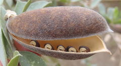 Podalyria myrtillifolia