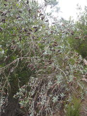 Podalyria myrtillifolia