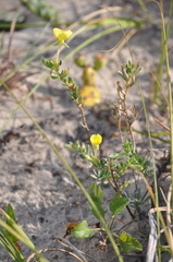 Oenothera humifusa