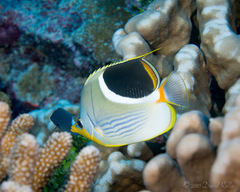 Chaetodon ephippium