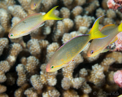 Pseudanthias olivaceus