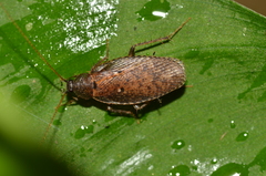 Latindiinae