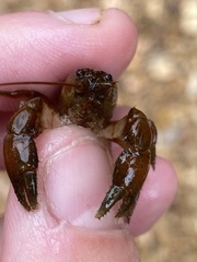 Cambarus polypilosus