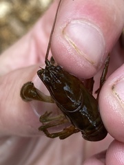 Cambarus polypilosus