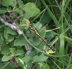 Gomphus schneiderii