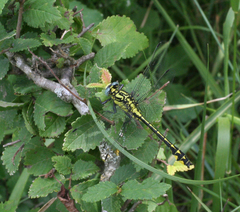 Gomphus schneiderii
