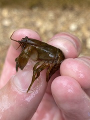 Cambarus polypilosus