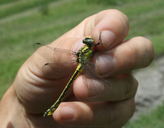 Gomphus schneiderii