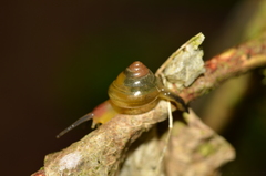 Euconulidae
