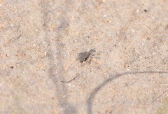 Laphystia