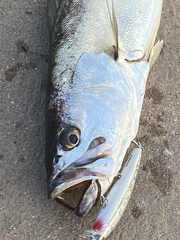 Cynoscion parvipinnis