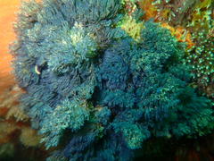 Virididentula dentata