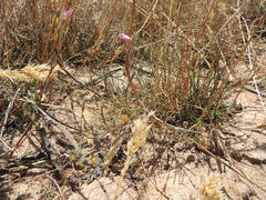 Lachnaea uniflora