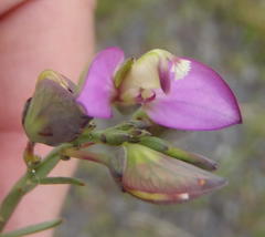 Polygala wittebergensis
