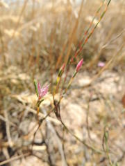 Lachnaea uniflora