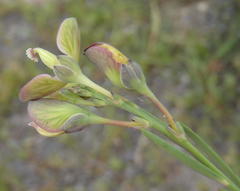 Polygala wittebergensis