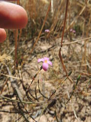 Lachnaea uniflora