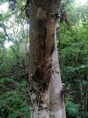 Xylosma spiculifera