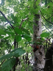 Xylosma spiculifera