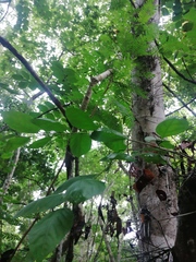 Xylosma spiculifera
