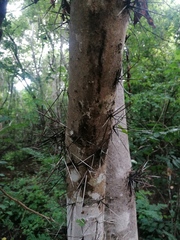 Xylosma spiculifera