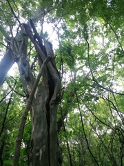 Chloroleucon mangense