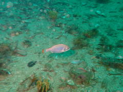 Pterogymnus laniarius