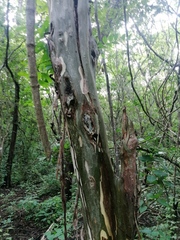 Chloroleucon mangense