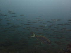 Pterogymnus laniarius