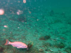 Pterogymnus laniarius